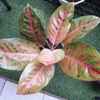 Gambar aglonema bigroy mutasi merah dari P.W STORE NURSERY undefined 4 Tokopedia