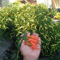 Gambar Nutrisi AB mix Premium Spesial Sayuran Buah Pekatan 5 ltr dari Tepi Danau Farm undefined 4 Tokopedia