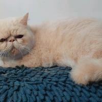 Gambar kucing persia peaknose dari Putri Cattery undefined 1 Tokopedia