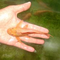 Gambar bibit ikan sapu sapu albino size 10/13 cm dari Zikry farm95 undefined 1 Tokopedia