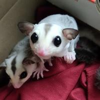 Gambar joey sugar glider sepasang wf plat het leu platinum jantan betina sg dari Paw Paradise undefined 2 Tokopedia