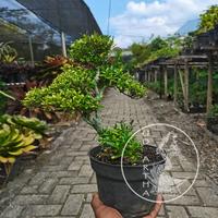 Gambar Bonsai Serissa SR.1 dari UD Artha Bonsai undefined 2 Tokopedia