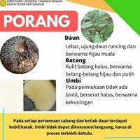 Gambar TEPUNG ORGANIK/TEPUNG PORANG/TEPUNG SUWEG - tepung PORANG, 500 GRAM dari RejekiGrosirJogja undefined 4 Tokopedia