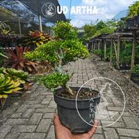 Gambar Bonsai Serissa SR.1 dari UD Artha Bonsai undefined 1 Tokopedia