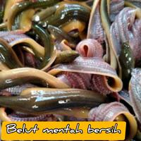 Gambar belut mentah bersih bahan masakan berkualitas termurah dari Husnuzan Mart undefined 1 Tokopedia