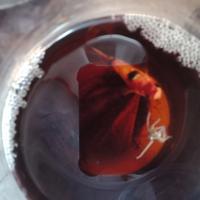 Gambar Misteri Box Ikan cupang grade C dari Syareeva_BettaFish undefined 3 Tokopedia