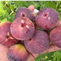 Gambar bibit tanaman buah tin red israel tabulampot cepat berbuah dari aneka bibit penghijauan undefined 3 Tokopedia