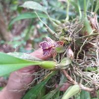 Gambar anggrek super wangi bulbophyllum ecornutum langka dari Kukuring undefined 1 Tokopedia