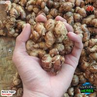Gambar 250g Kencur Segar Cikur Fresh Murah Asli Ekspor Quality dari JAMA 49 STORE undefined 1 Tokopedia