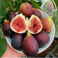 Gambar bibit tanaman buah tin red israel tabulampot cepat berbuah dari aneka bibit penghijauan undefined 4 Tokopedia