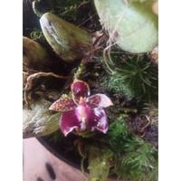 Gambar bulbophyllum ecornutum dari Kukuring undefined 2 Tokopedia