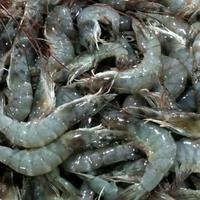 Gambar udang jari segar - 1 kg dari berkah jaya MM undefined 2 Tokopedia