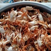 Gambar Baby Crab/Kepiting Bayi Berkualitas Termurah - 500 gr dari HANDTASCHE STORE undefined 2 Tokopedia