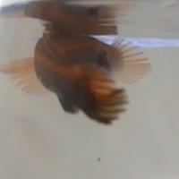 Gambar Channa Red Pangkalan bun 8-12cm Sortiran dari PredatorFishKeepers undefined 2 Tokopedia
