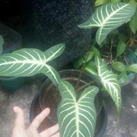 Gambar Xantosoma lindenii dari Warunghenni undefined 2 Tokopedia