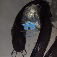 Gambar ikan sembilang | seafood | hasil laut segar dari Gudang seafood fresh undefined 2 Tokopedia