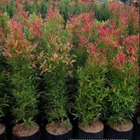 Gambar Tanaman pucuk merah (oleina syzygium) / bibit pucuk merah - 80cm dari SANGGAR FLOWER No 40 undefined 4 Tokopedia