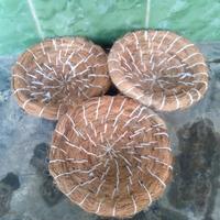 Gambar TEMPAT BERTELUR BURUNG SARANG BURUNG PERKUTUT PUTER SABUT KELAPA 17 dari tunas muda kebumen_NEW undefined 3 Tokopedia