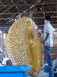 Gambar Durian Fiberglass Maskot Fiber Replika Buah Patung Promosi Dekorasi dari MedanFiberglass undefined 5 Tokopedia