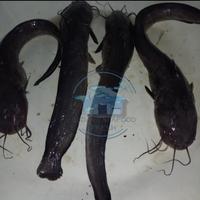 Gambar ikan sembilang | seafood | hasil laut segar dari Gudang seafood fresh undefined 1 Tokopedia