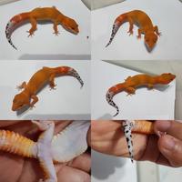 Gambar leopard gecko remaja terbaik dari Theo.Reptile undefined 5 Tokopedia