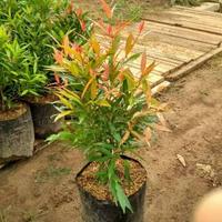 Gambar Tanaman pucuk merah (oleina syzygium) / bibit pucuk merah - 80cm dari SANGGAR FLOWER No 40 undefined 3 Tokopedia