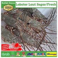 Gambar LOBSTER AIR LAUT 1kg Up isi 3-4 ekor/Lobster air laut segar dari Rafish Ocean undefined 3 Tokopedia