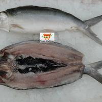 Gambar Ikan Bandeng Cabut Duri 1kg- GARANSI 100% IKAN SUPER TIDAK BAU LUMPUR dari Toko Kuliner Jakbar undefined 3 Tokopedia