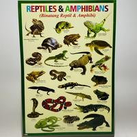 Gambar POSTER EDUKASI ANAK MENGENAL HEWAN BUAS DAN BINATANG REPTIL - BNTG REPTIL dari CUNKOKO SERBA ADA undefined 1 Tokopedia