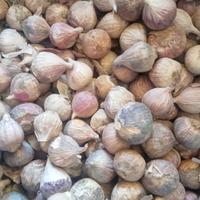 Gambar bawang putih tunggal per biji ukuran kecil dari Enka Online undefined 1 Tokopedia