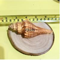 Gambar cangkang kerang besar utk bermain sensory , hiasan, aquascape , rumah - bekicot hijau dari VJKids undefined 5 Tokopedia