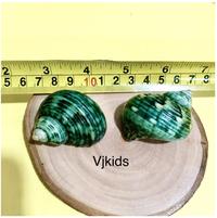 Gambar cangkang kerang besar utk bermain sensory , hiasan, aquascape , rumah - bekicot hijau dari VJKids undefined 3 Tokopedia