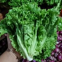 Gambar Selada Keriting 1 Kg - 250 Gr dari SAYUR NUSANTARA JAYA undefined 1 Tokopedia