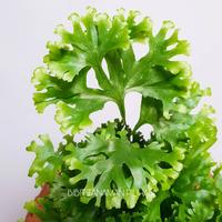 Gambar BIBIT TANAMAN FERN KOLEKSI POLYPODIUM FALLAX SUPLIR PAKU PAKUAN dari BIBIT TANAMAN PILIHAN undefined 1 Tokopedia