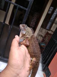 Gambar Iguana colombia super red Juve dari MR petHome undefined 5 Tokopedia