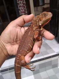 Gambar Iguana colombia super red Juve dari MR petHome undefined 2 Tokopedia