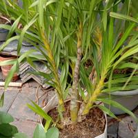 Gambar Grammatophyllum Speciosum / Anggrek Tebu harga Rp 100,000/ batang. dari Batu Alam dan Tanaman undefined 2 Tokopedia