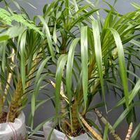 Gambar Grammatophyllum Speciosum / Anggrek Tebu harga Rp 100,000/ batang. dari Batu Alam dan Tanaman undefined 4 Tokopedia