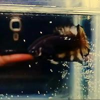 Gambar cupang Avc Kuncop Real Pic Lelang dari @betta.arkaan undefined 1 Tokopedia