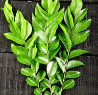 Gambar Daun Segar Salam Koja Kari Set 50 Pcs Curry Leaves dari Gardin Family undefined 2 Tokopedia