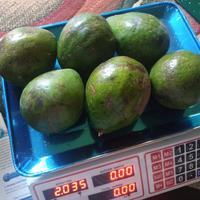 Gambar BUAH ALPUKAT MENTEGA ACEH SUPER JUMBO HAPPYFRUITS 1KG - Jumbo (isi 3) dari Happyfruits99 undefined 2 Tokopedia