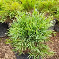 Gambar Tanaman Pohon Bambu Mini / Bambu Mikro / Bambu Micro / Micro Bamboo Plant / Sasa Pygmaea Bamboo Dwarf / Lucky Micro Bamboo dari Rocketfield Plantary undefined 1 Tokopedia