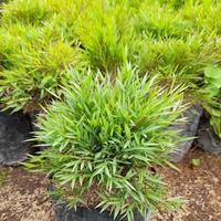Gambar Tanaman Pohon Bambu Mini / Bambu Mikro / Bambu Micro / Micro Bamboo Plant / Sasa Pygmaea Bamboo Dwarf / Lucky Micro Bamboo dari Rocketfield Plantary undefined 2 Tokopedia
