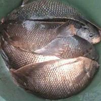 Gambar ikan gurame hidup 1kg dari Kios Sayur Teh Mirah undefined 1 Tokopedia