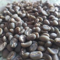 Gambar kopi luwak asli ijen bondowoso dari syifaurrahma undefined 5 Tokopedia