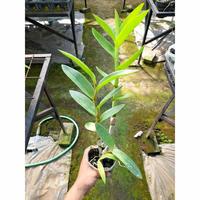 Gambar Anggrek Dendrobium Kriting Lum Goo Dewasa dari yanflora undefined 2 Tokopedia