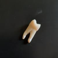 Gambar Gigi Asli Molar 1 Rahang Atas untuk Praktikum Gigi - Molar dari Dentist's Friend undefined 3 Tokopedia