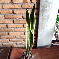 Gambar Tanaman hias Sansivera dari Rofi Flora Tokopedia undefined 2 Tokopedia