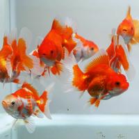 Gambar ikan mas koki oranda uk 6-7cm - Putih dari Goldfish Import undefined 1 Tokopedia