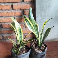Gambar Tanaman hias Sansivera dari Rofi Flora Tokopedia undefined 3 Tokopedia